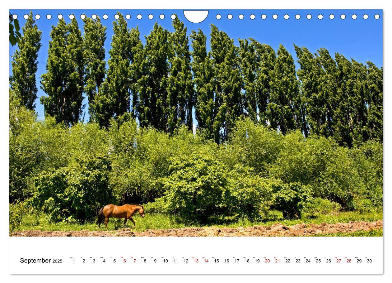 Bild: 9783435458400 | Faszinierendes Patagonien (Wandkalender 2025 DIN A4 quer), CALVENDO...