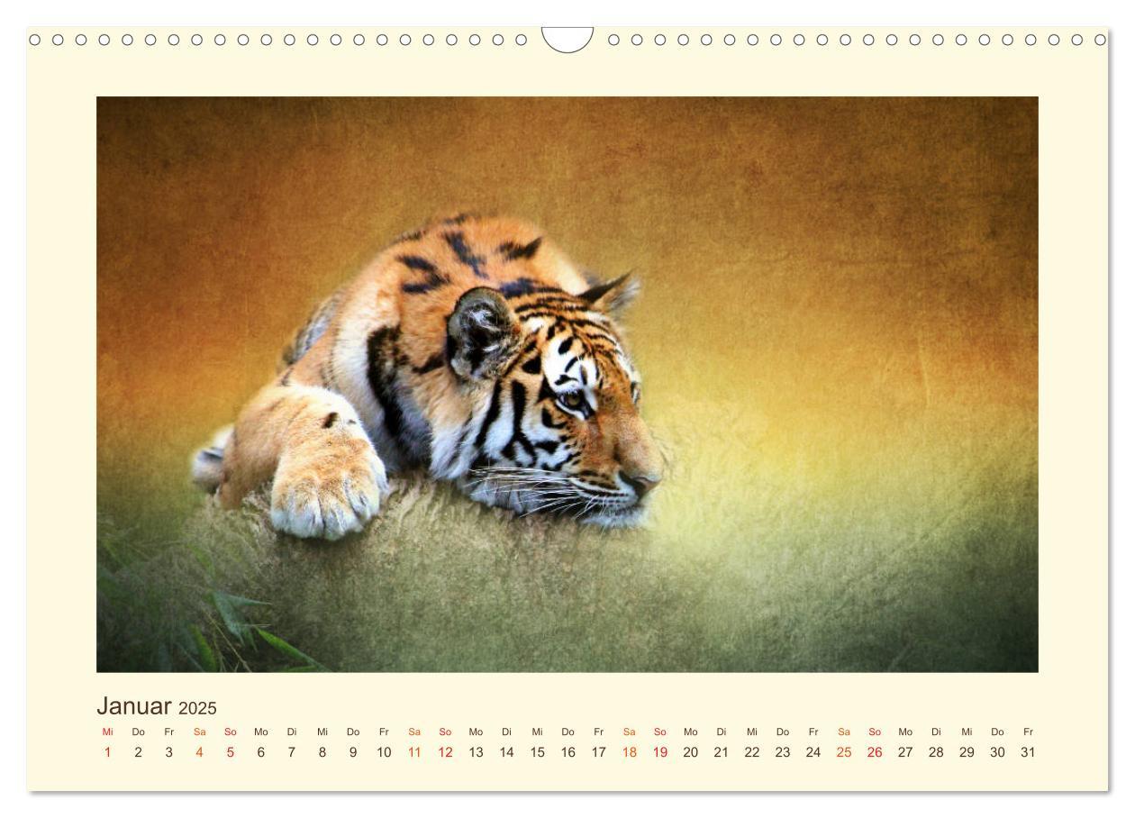 Bild: 9783435449033 | Sibirische Tigerportraits (Wandkalender 2025 DIN A3 quer), CALVENDO...