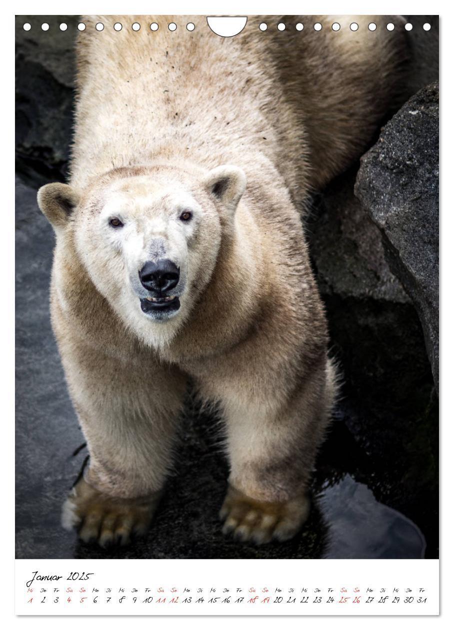 Bild: 9783435968855 | Tierwelten - aus dem ältesten Tiergarten der Welt (Wandkalender...