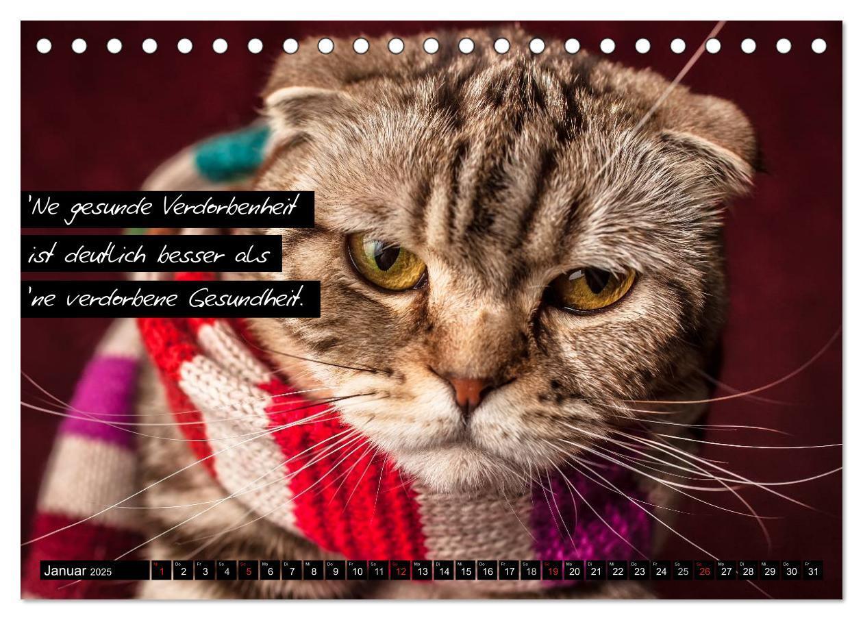 Bild: 9783435619276 | Der "philosophische" Katzenkalender 2025 (Tischkalender 2025 DIN A5...