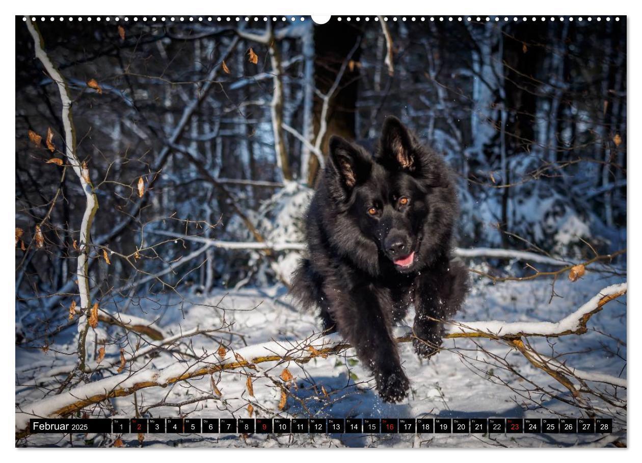 Bild: 9783435572342 | Schwarz ist schön! Der lackschwarze altdeutsche Schäferhund...