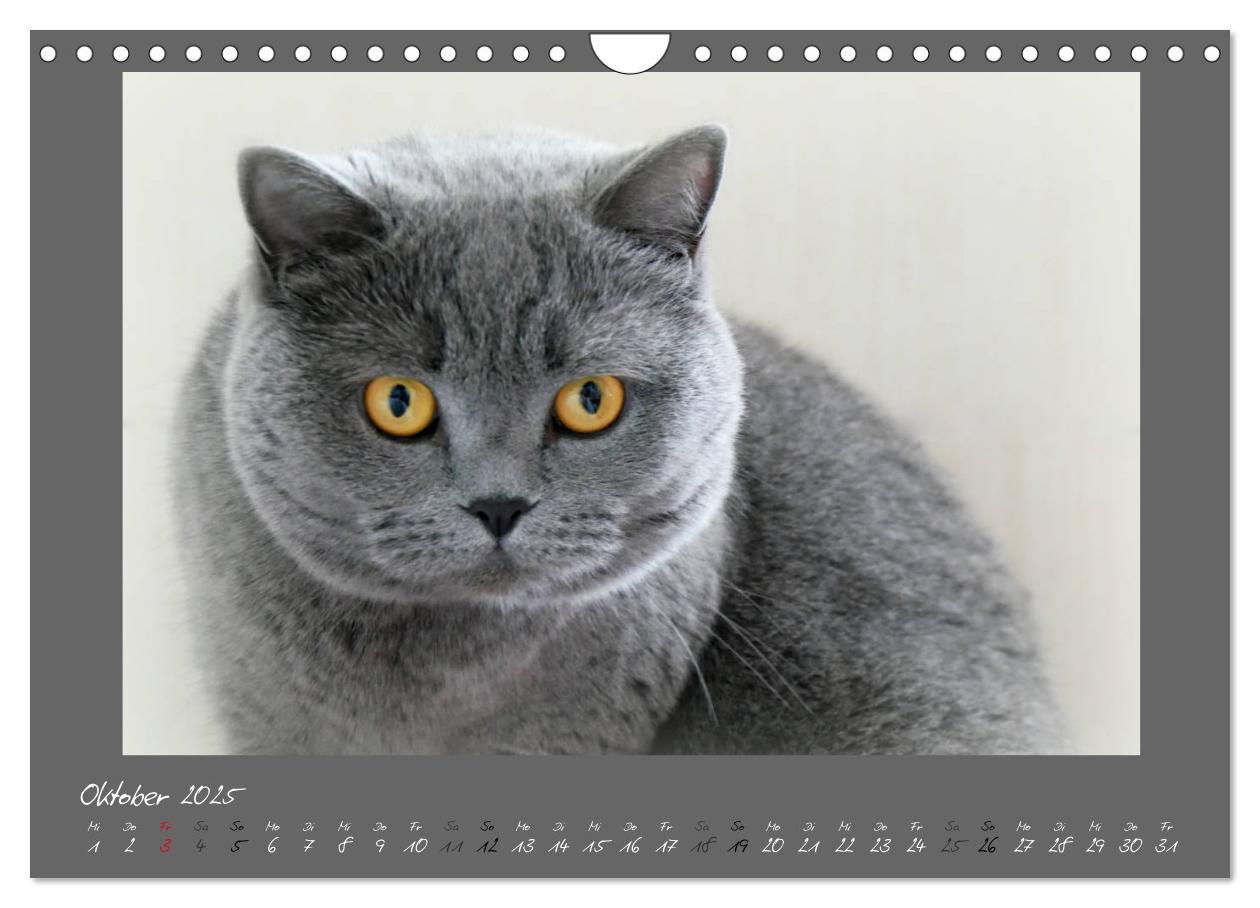 Bild: 9783435401673 | GRAUE ENGEL Britischkurzhaar-Katzen (Wandkalender 2025 DIN A4...