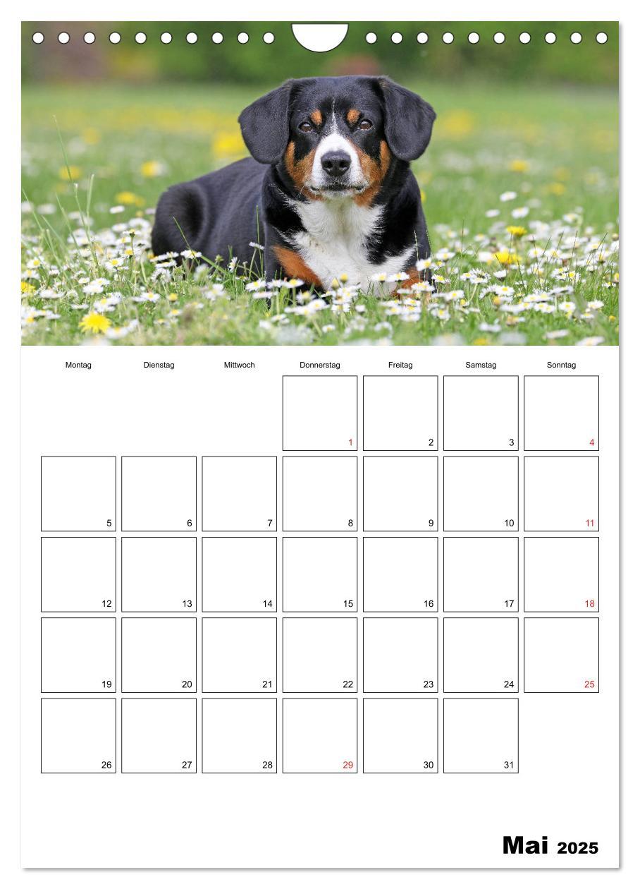 Bild: 9783457026694 | Entlebucher Sennenhunde begleiten Sie durch das Jahr (Wandkalender...