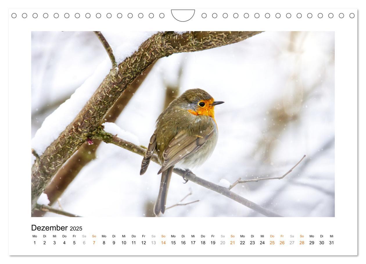 Bild: 9783383915178 | Zauberhafte Rotkehlchen (Wandkalender 2025 DIN A4 quer), CALVENDO...