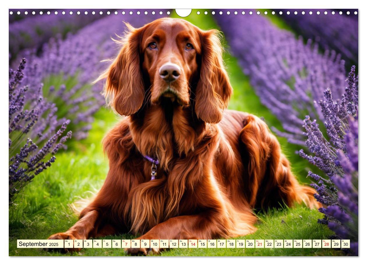 Bild: 9783435011728 | Irish Setter - Anmut pur (Wandkalender 2025 DIN A3 quer), CALVENDO...