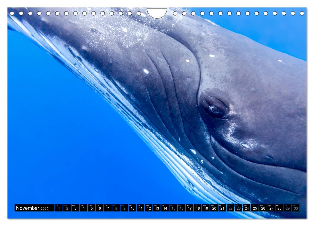 Bild: 9781325948321 | A Whale of a Year (Wall Calendar 2025 DIN A4 landscape), CALVENDO...