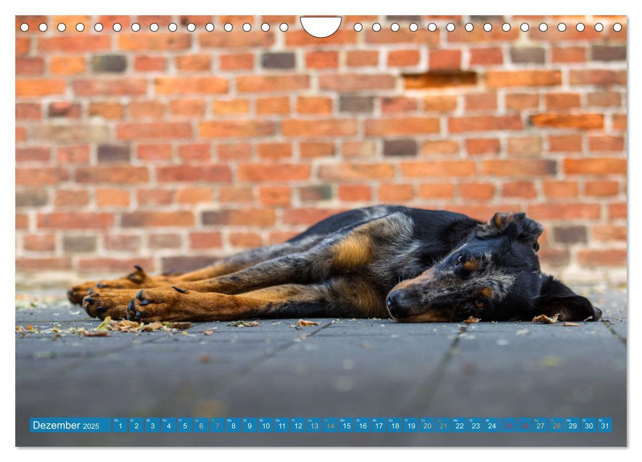 Bild: 9783457197196 | Der Beauceron (Wandkalender 2025 DIN A4 quer), CALVENDO Monatskalender