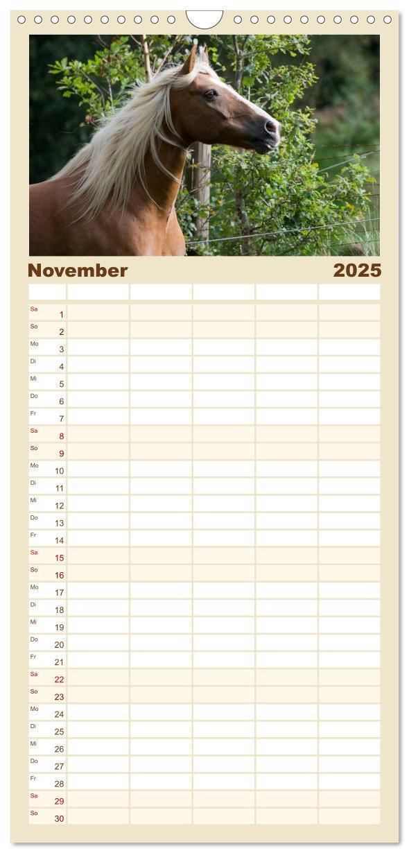 Bild: 9783457123959 | Familienplaner 2025 - Haflinger mit 5 Spalten (Wandkalender, 21 x...