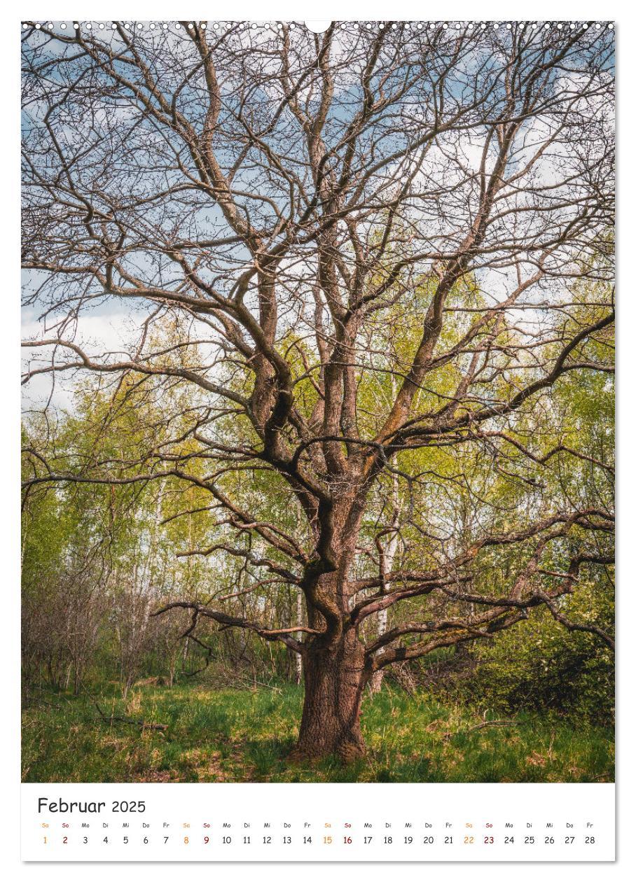 Bild: 9783435882700 | Bäume im Harz (Wandkalender 2025 DIN A2 hoch), CALVENDO Monatskalender