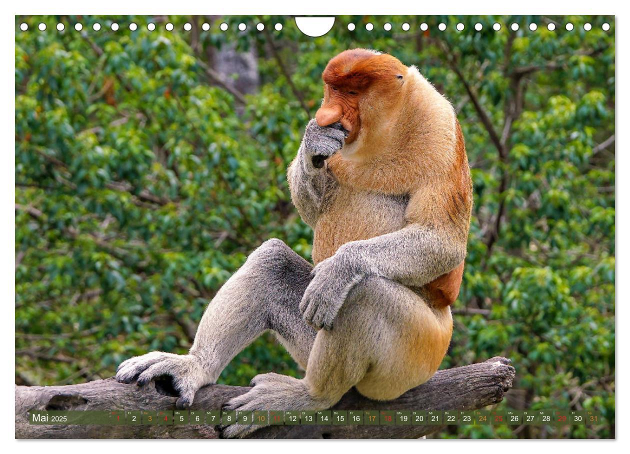 Bild: 9783435219490 | Nasenaffen von Borneo (Wandkalender 2025 DIN A4 quer), CALVENDO...