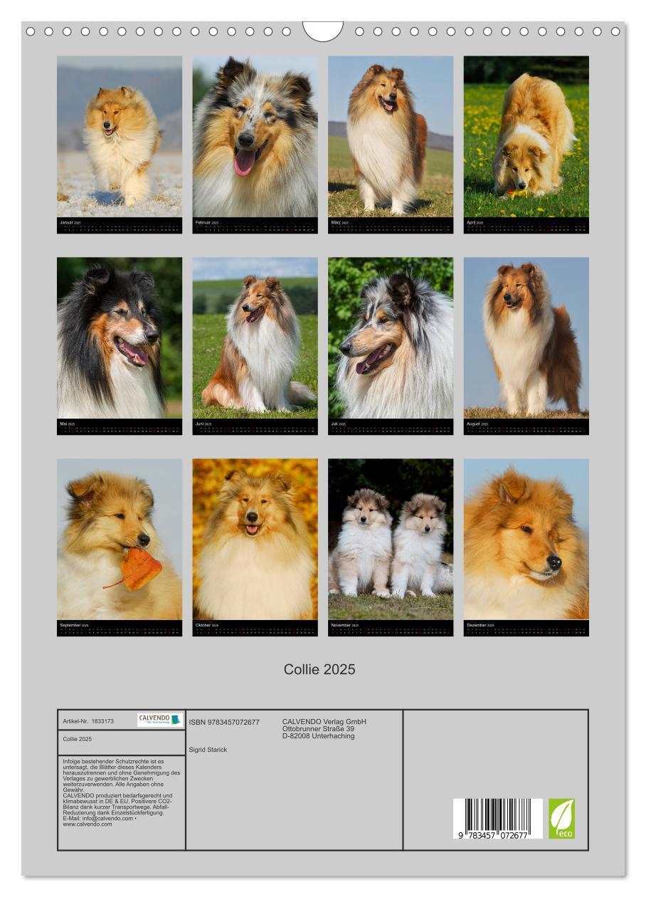 Bild: 9783457072677 | Collie 2025 (Wandkalender 2025 DIN A3 hoch), CALVENDO Monatskalender