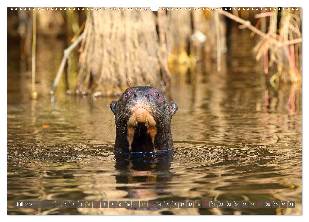 Bild: 9783435262595 | Riesenotter - Flusswölfe im Pantanal (Wandkalender 2025 DIN A2...