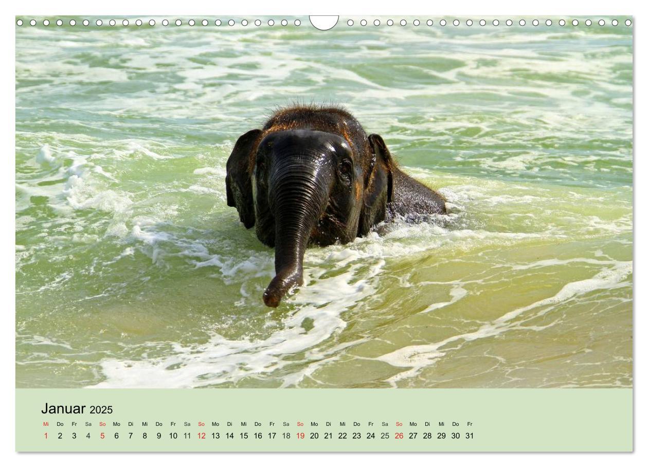 Bild: 9783435719747 | Elefanten. Badespaß am Strand (Wandkalender 2025 DIN A3 quer),...