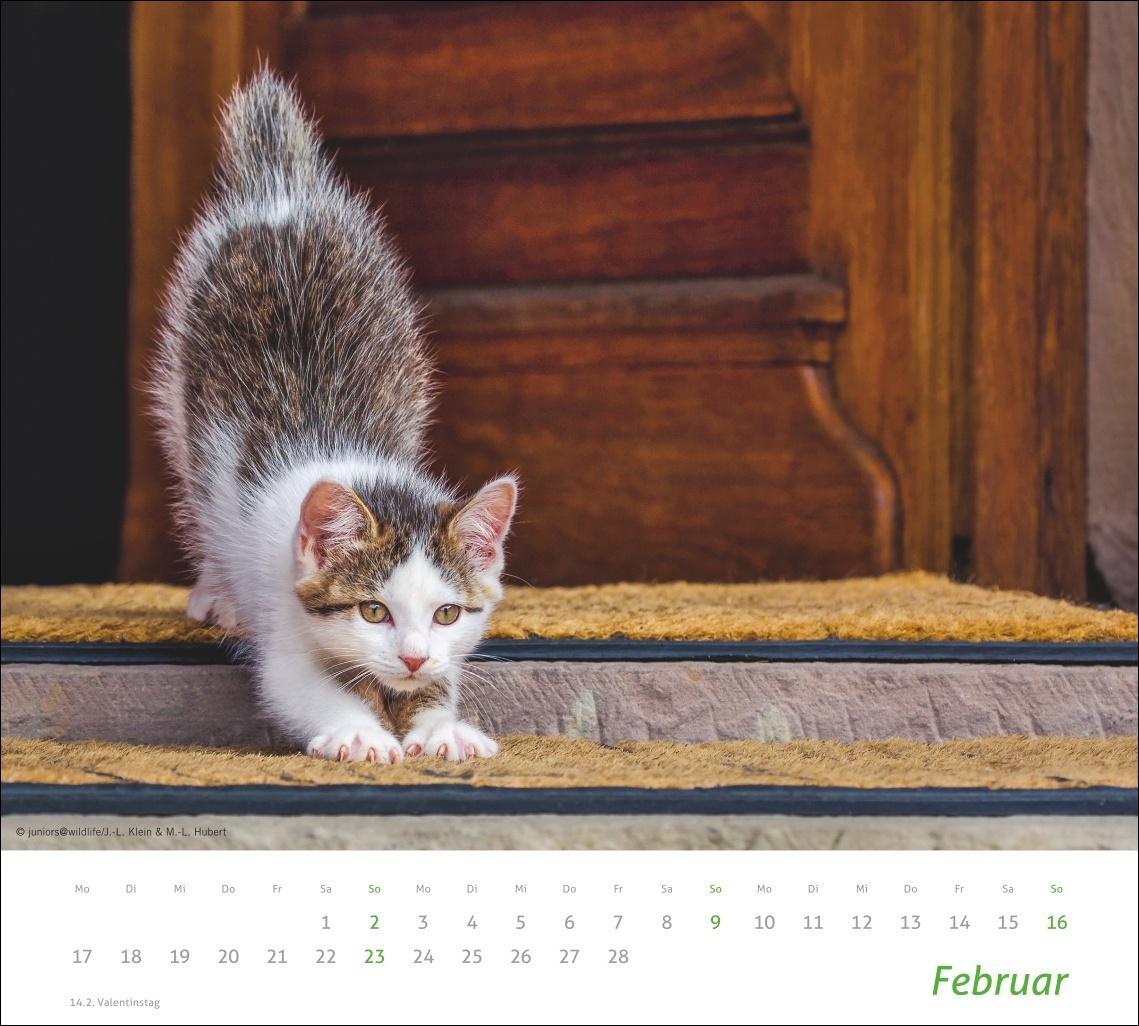 Bild: 9783756406852 | Katzen Bildkalender 2025 | Heye | Kalender | times&amp;more Kalender Heye