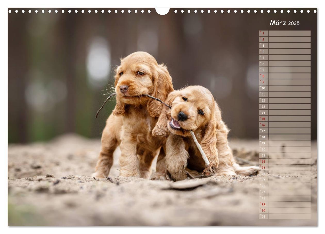 Bild: 9783435119509 | English Cocker Spaniel Welpen (Wandkalender 2025 DIN A3 quer),...