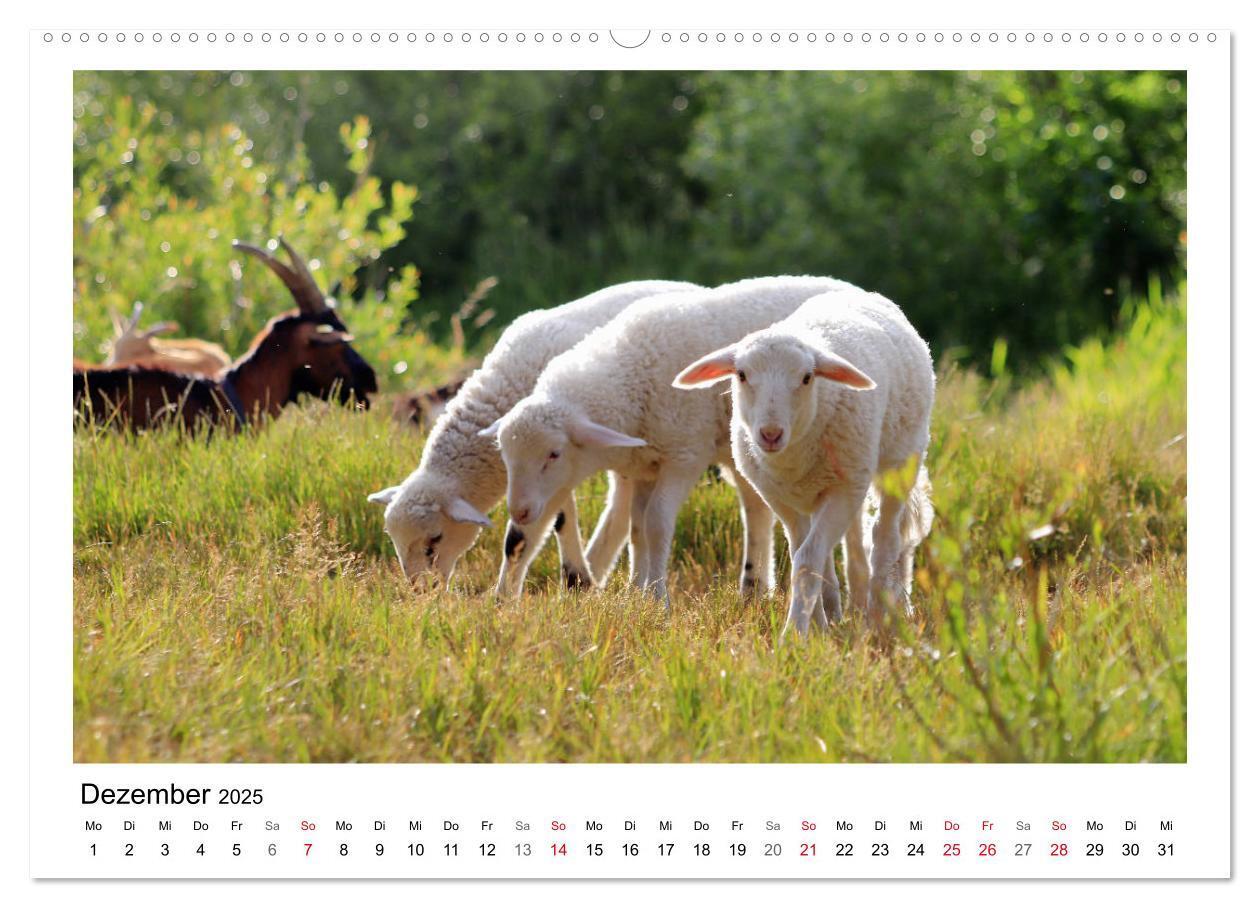 Bild: 9783435429318 | Schäfchen zählen - Mit Schafen durchs Jahr (Wandkalender 2025 DIN...