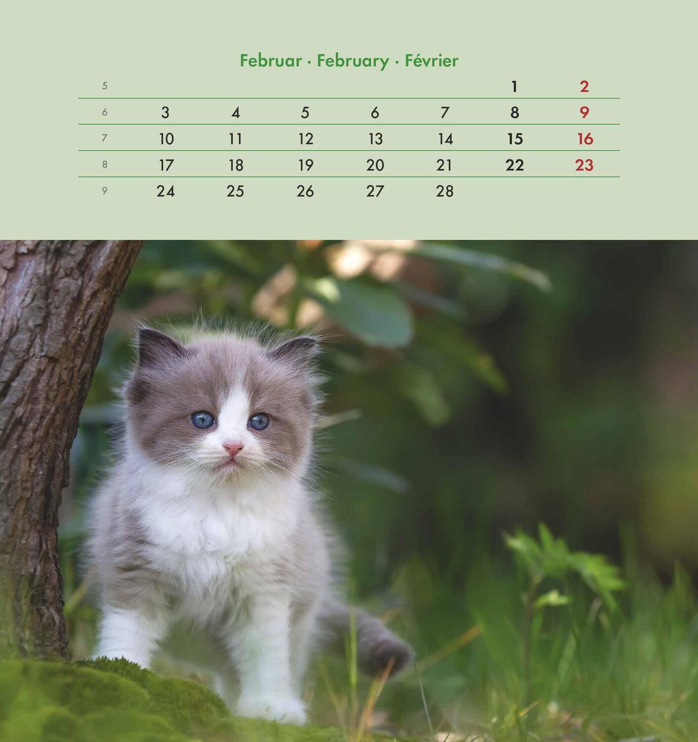 Bild: 4251732342296 | Schmusekatzen 2025 - Postkartenkalender 16x17 cm - Katzen - zum...