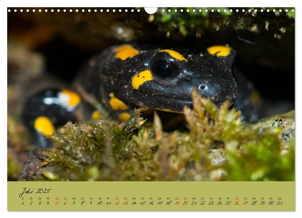 Bild: 9783435172849 | Feuersalamander - Liebenswerte Heimlichtuer (Wandkalender 2025 DIN...