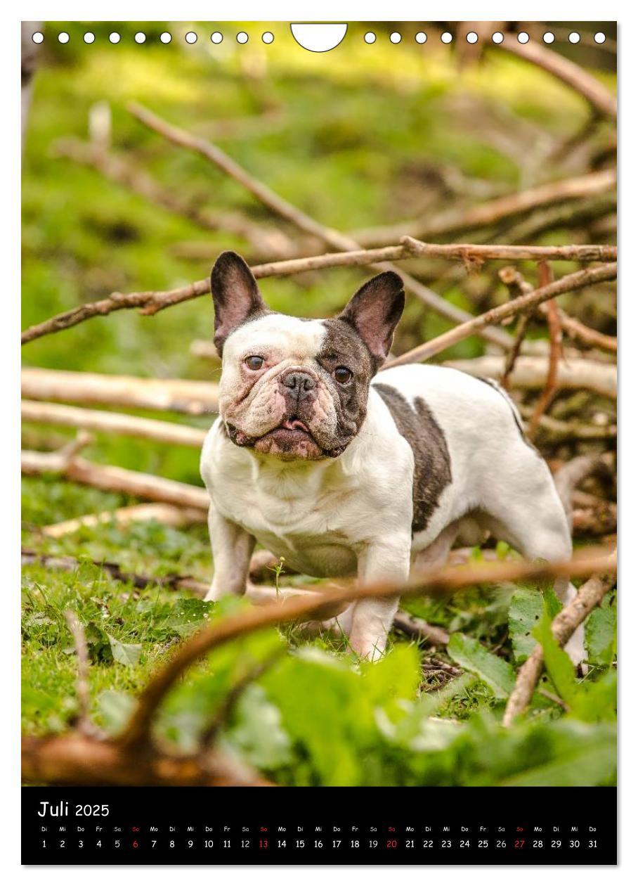 Bild: 9783457063538 | Französische Bulldoggen - Eine Bully Liebeserkärung (Wandkalender...