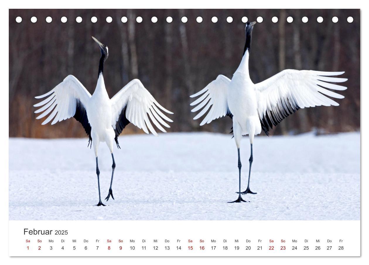 Bild: 9783383887376 | Tierisches Yoga - Eine Tierwelt voller Yogis. (Tischkalender 2025...