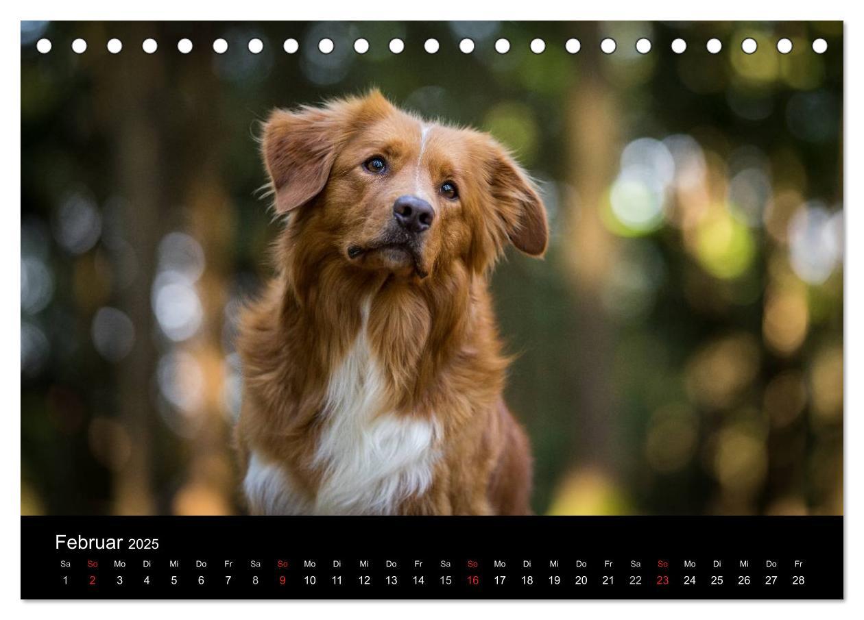 Bild: 9783435626076 | Toller - Nova Scotia Duck Tolling Retriever (Tischkalender 2025 DIN...