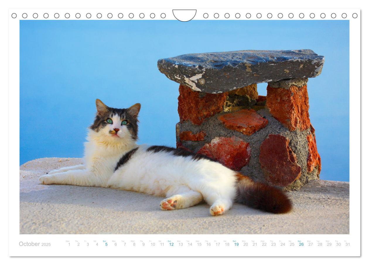 Bild: 9781325837526 | Cats of the Greek Islands (Wall Calendar 2025 DIN A4 landscape),...