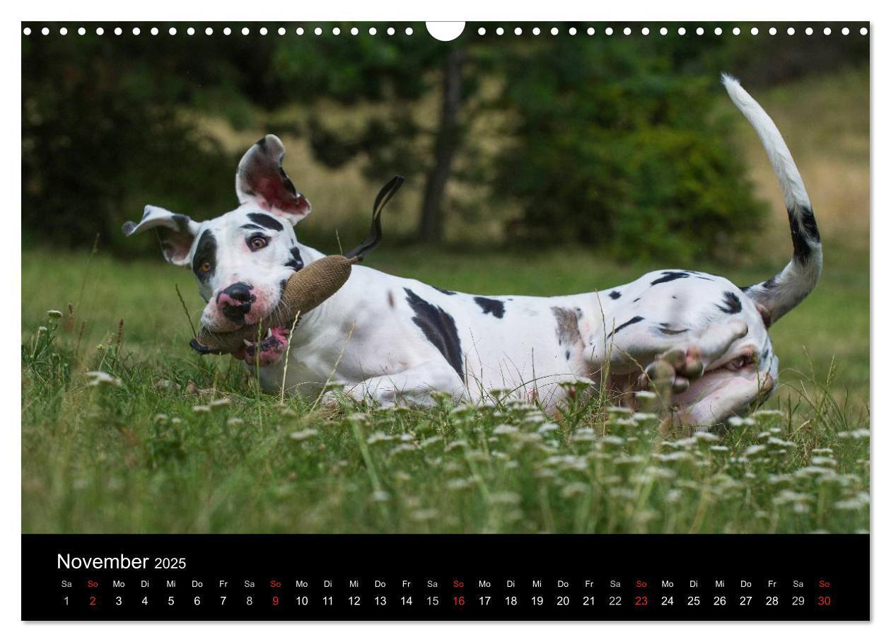 Bild: 9783435761890 | Deutsche Dogge 2025 (Wandkalender 2025 DIN A3 quer), CALVENDO...