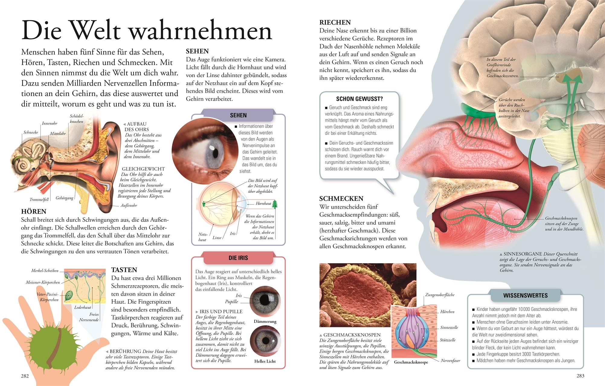 Bild: 9783831045525 | Wissen für clevere Kids | DK Verlag - Kids | Buch | 304 S. | Deutsch