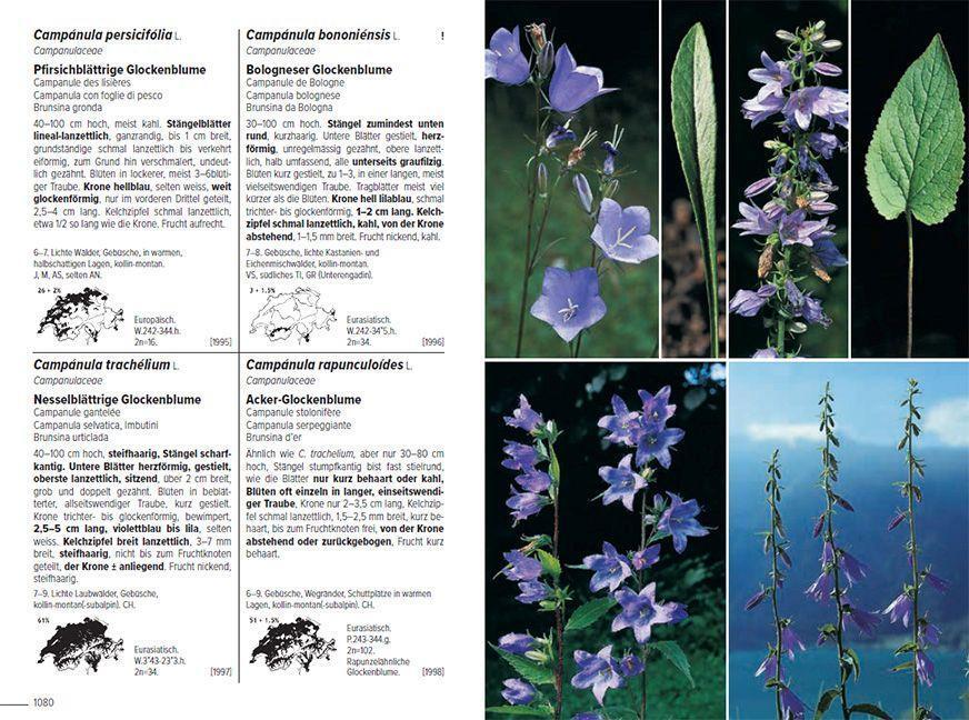 Bild: 9783258083490 | Flora Helvetica - Illustrierte Flora der Schweiz | Lauber (u. a.)