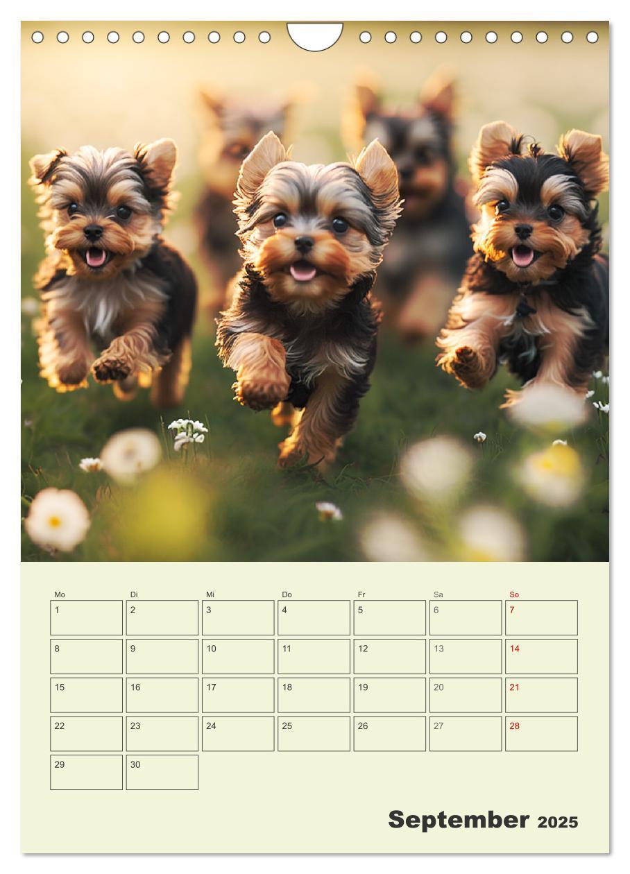 Bild: 9783435869886 | Yorkshire Terrier. Fröhliche Energiebündel in Aktion (Wandkalender...