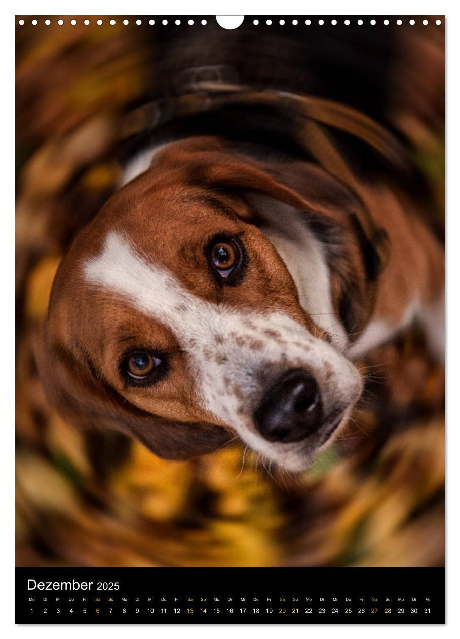 Bild: 9783435994915 | Beagle Action - Wilde Kuscheltiere (Wandkalender 2025 DIN A3 hoch),...