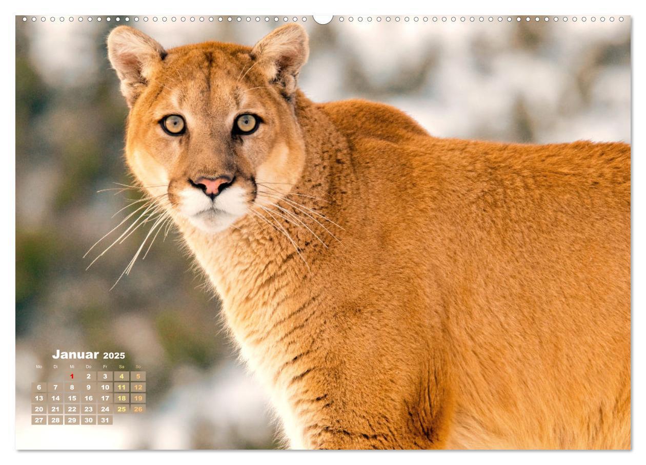 Bild: 9783383778278 | Puma: Auf leisen Pfoten (hochwertiger Premium Wandkalender 2025 DIN...