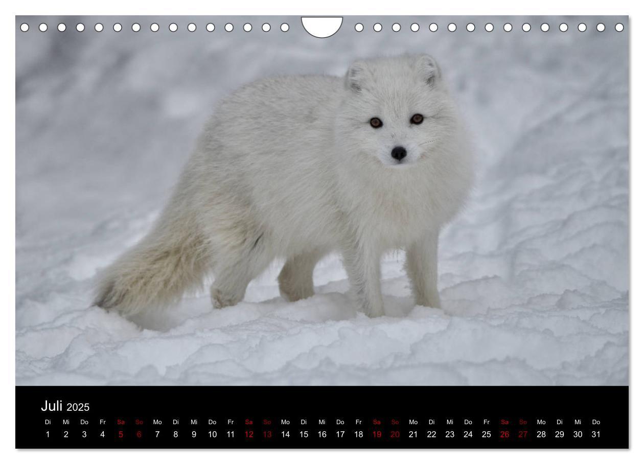 Bild: 9783435441167 | Polarfuchsstudien Wildlife (Wandkalender 2025 DIN A4 quer),...