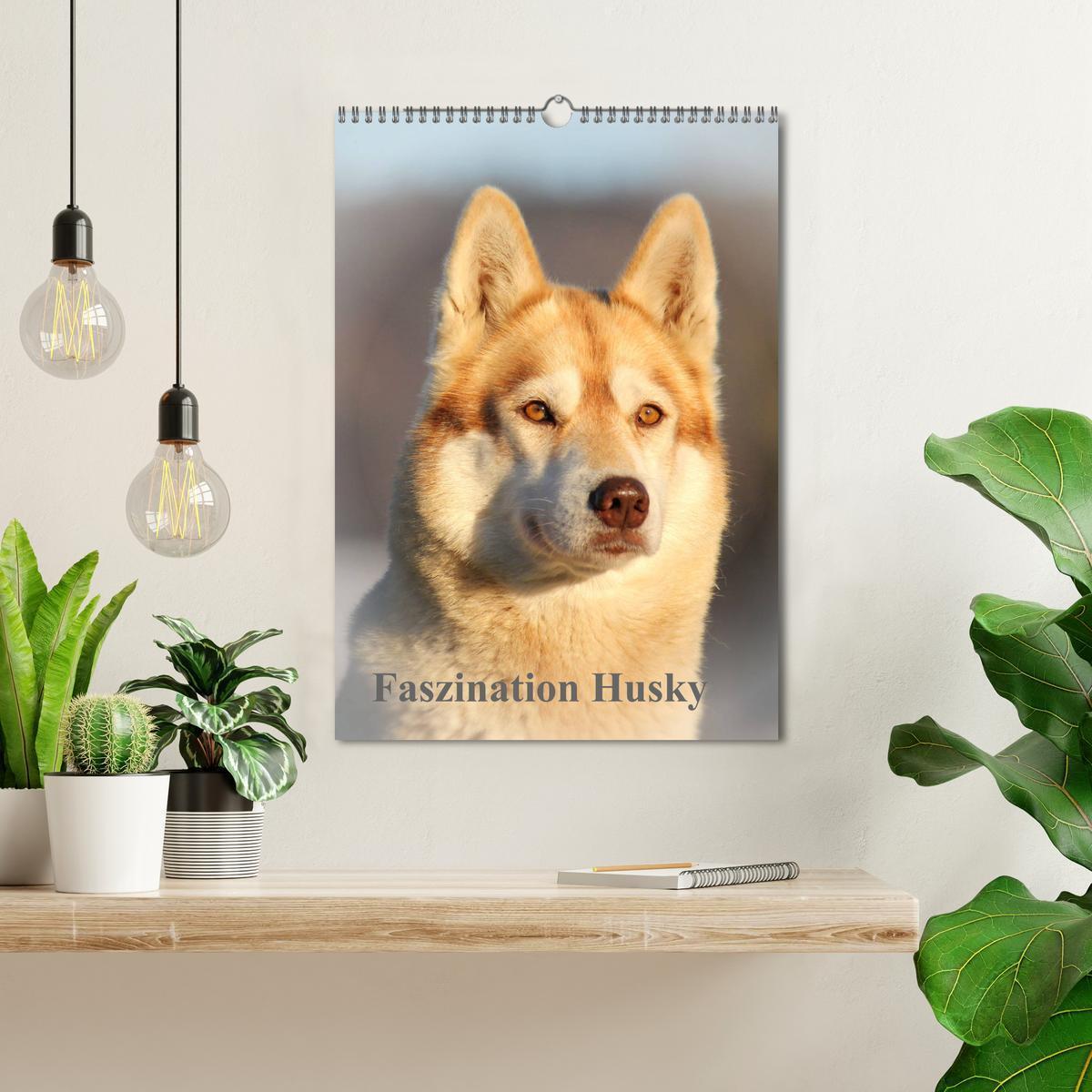 Bild: 9783435934706 | Faszination Husky (Wandkalender 2025 DIN A3 hoch), CALVENDO...