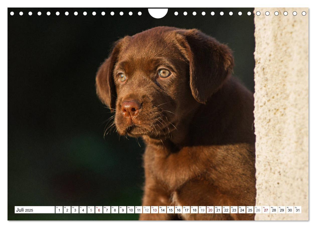 Bild: 9783435313037 | Freund auf 4 Pfoten - Labrador Retriever (Wandkalender 2025 DIN A4...