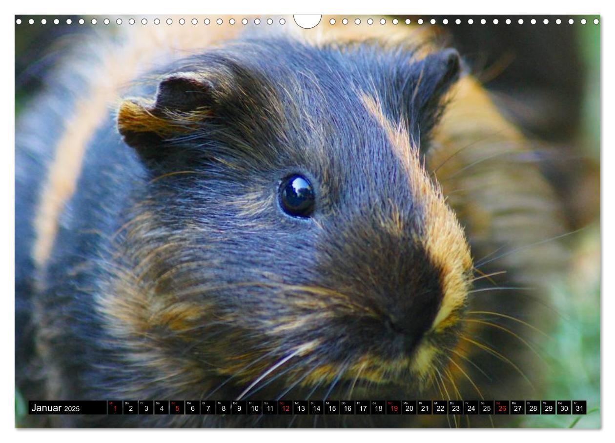 Bild: 9783435792054 | Kuschelige Meerschweinchen (Wandkalender 2025 DIN A3 quer),...