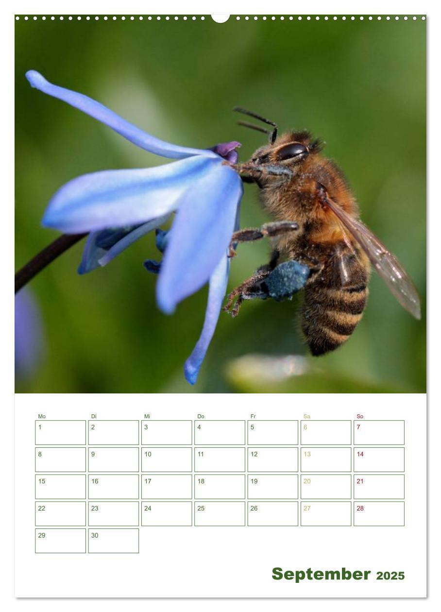 Bild: 9783457030011 | Bienen-Terminplaner 2025 (Wandkalender 2025 DIN A2 hoch), CALVENDO...