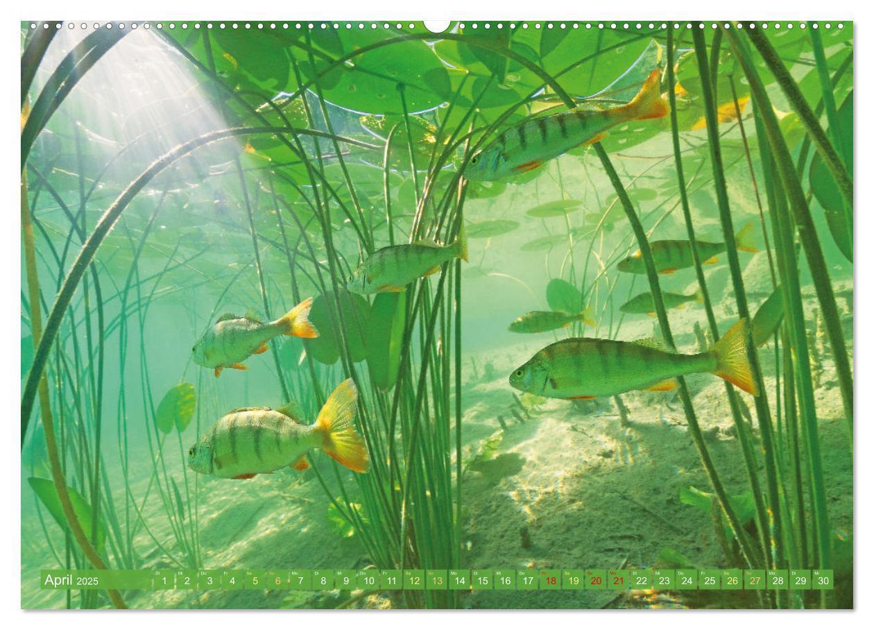 Bild: 9783457180556 | Heimische Fische: Karpfen, Forelle, Hecht (Wandkalender 2025 DIN A2...