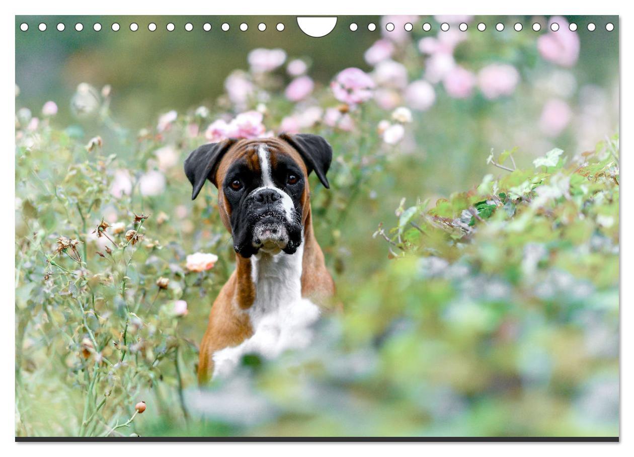 Bild: 9783383843303 | Fantastische Boxer - Sieger der Herzen (Wandkalender 2025 DIN A4...