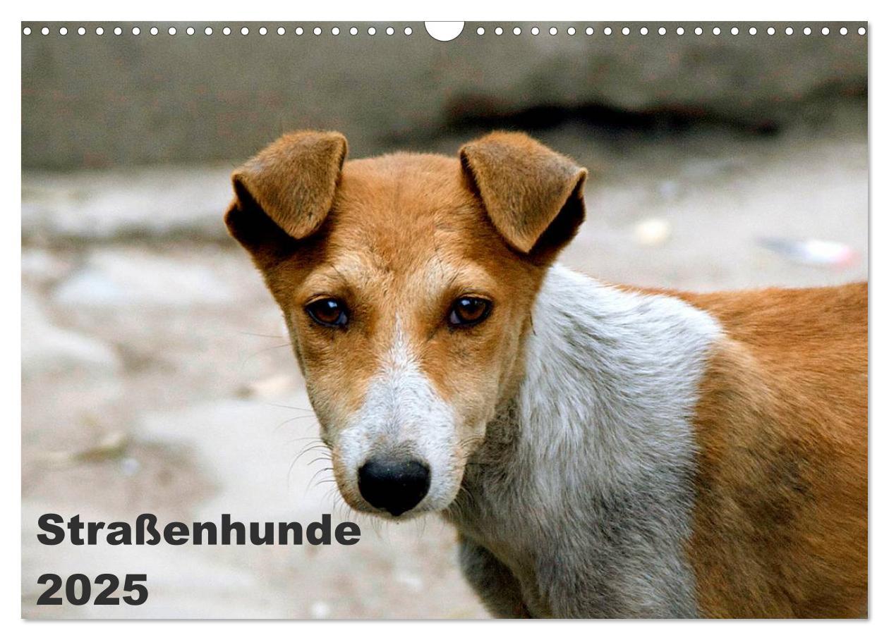 Cover: 9783435801435 | Straßenhunde (Wandkalender 2025 DIN A3 quer), CALVENDO Monatskalender