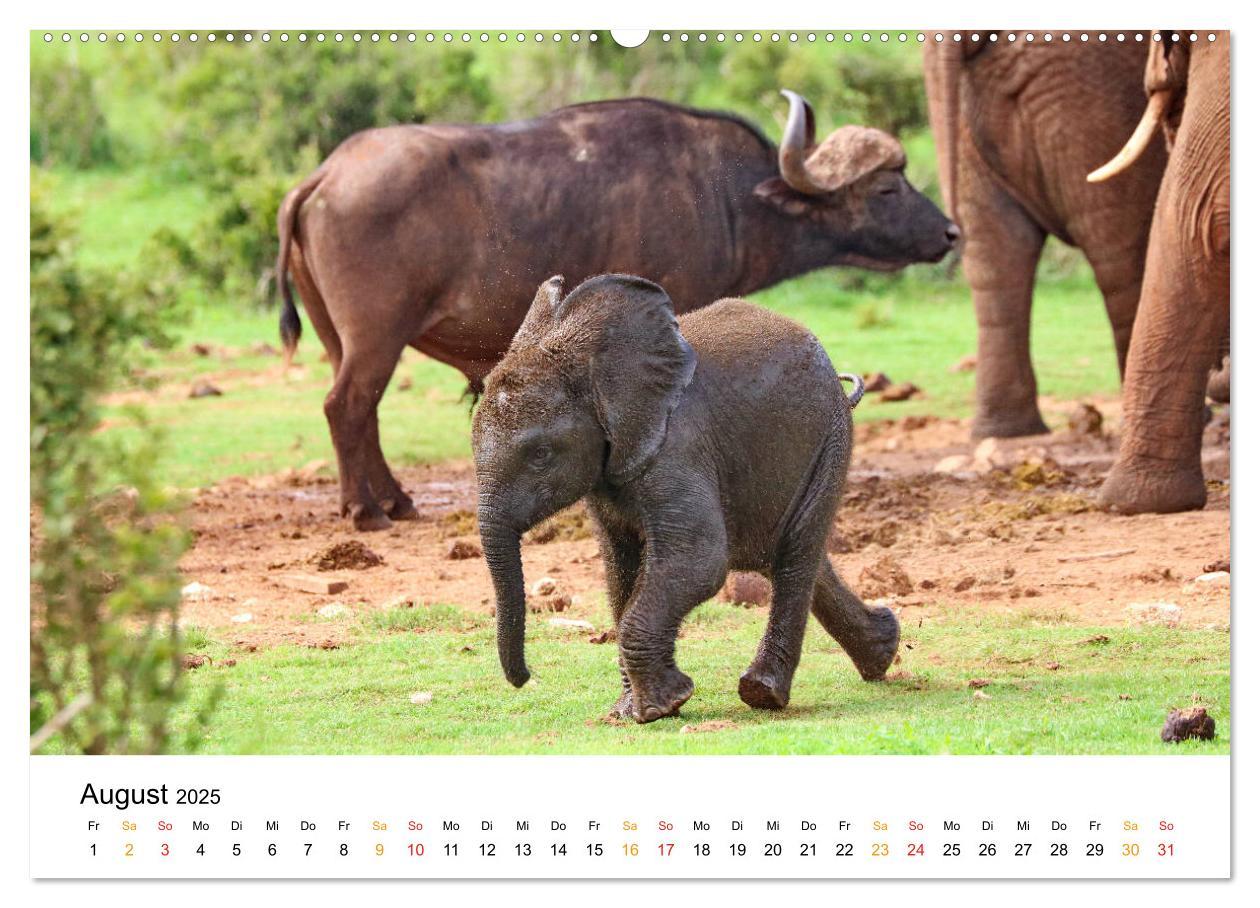 Bild: 9783435228355 | ADDO ELEPHANT NATIONAL PARK Elefanten Babies (Wandkalender 2025 DIN...