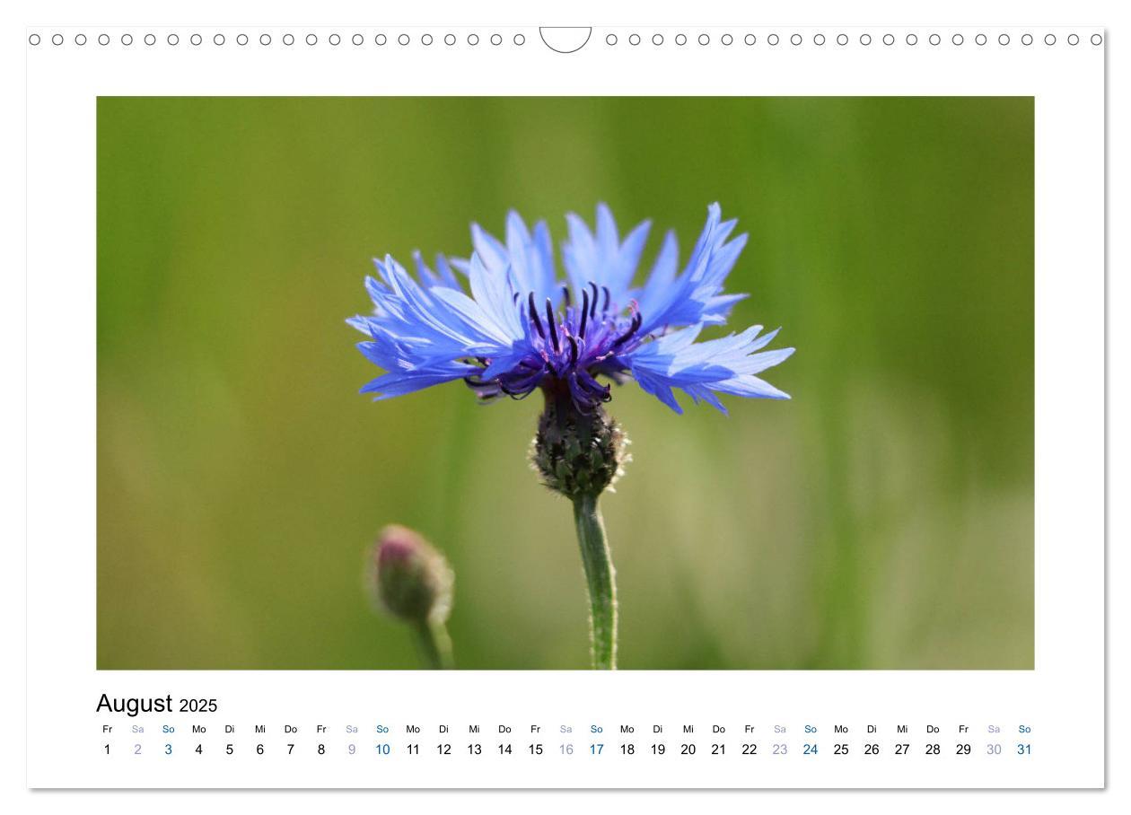 Bild: 9783435398225 | Kornblumen - Blaue Schönheiten (Wandkalender 2025 DIN A3 quer),...