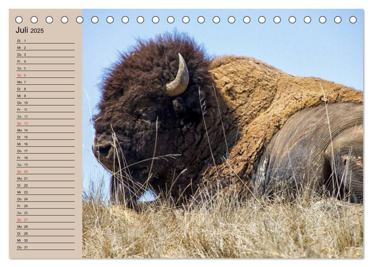 Bild: 9783435548798 | Büffel. Wisent und Bison (Tischkalender 2025 DIN A5 quer), CALVENDO...