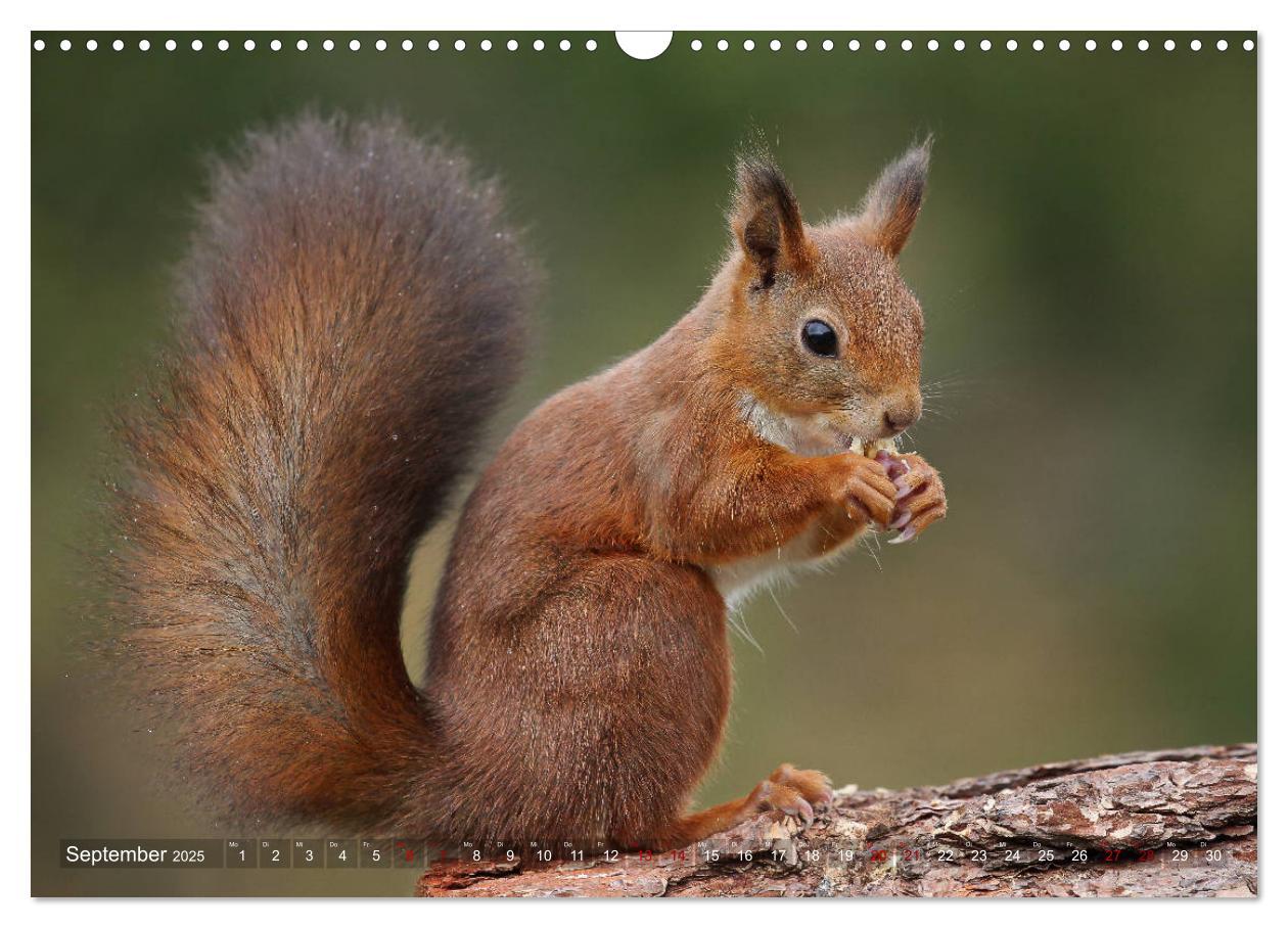 Bild: 9783435279814 | Eichhörnchen in zauberhaften Posen (Wandkalender 2025 DIN A3 quer),...