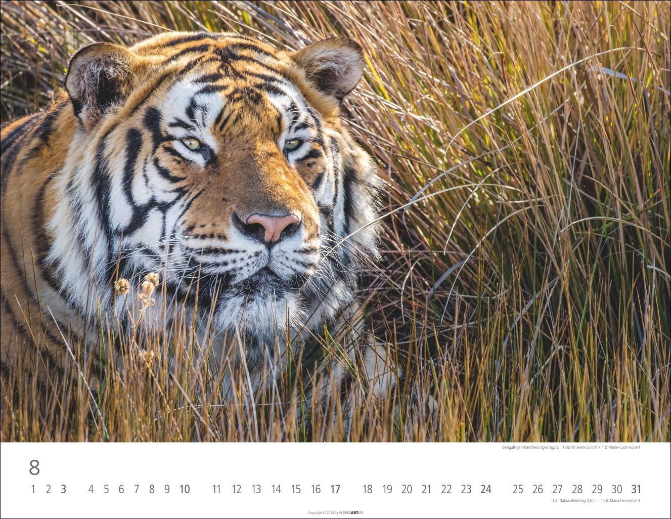 Bild: 9783839900413 | Tiger Kalender 2025 | Kalender | Spiralbindung | 14 S. | Deutsch