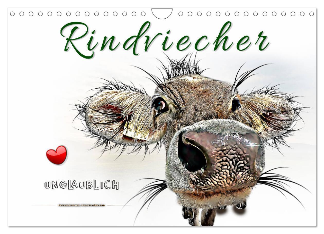 Cover: 9783435182053 | Rindviecher unglaublich (Wandkalender 2025 DIN A4 quer), CALVENDO...