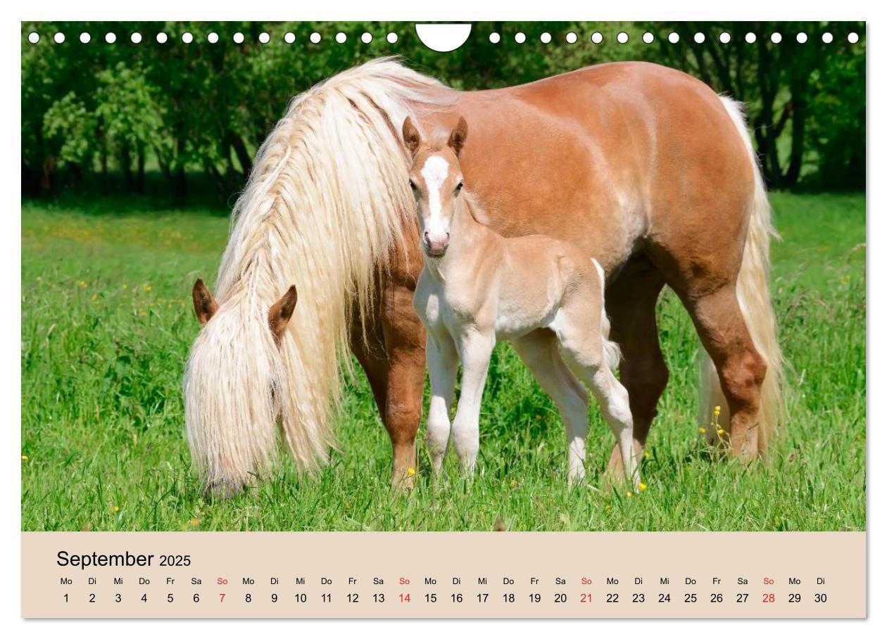 Bild: 9783435786534 | Haflinger Fohlen (Wandkalender 2025 DIN A4 quer), CALVENDO...