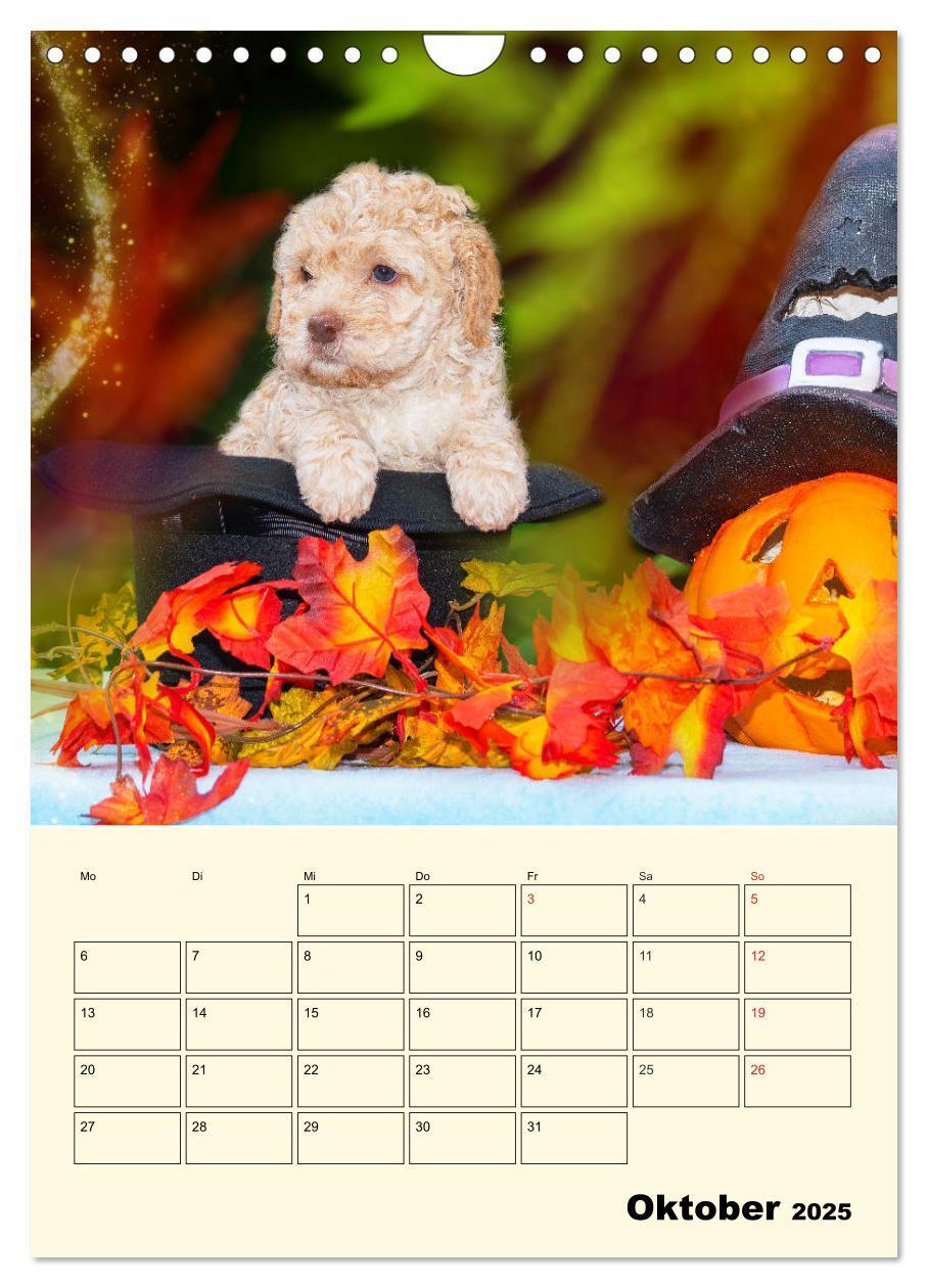 Bild: 9783435952618 | Jahresplaner Lagotto Romagnolo Welpen (Wandkalender 2025 DIN A4...