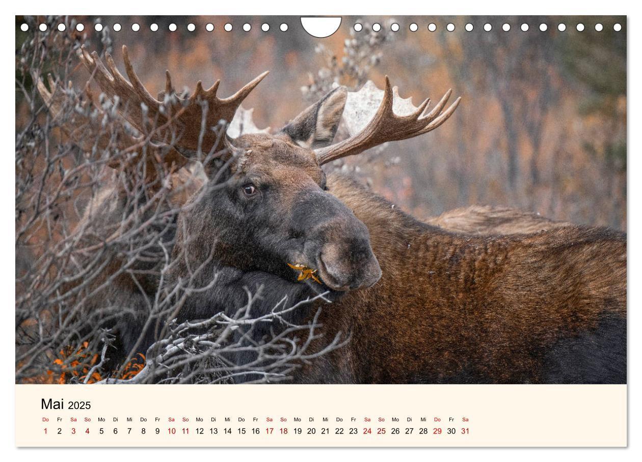 Bild: 9783435129669 | Der Elch - König des Nordens (Wandkalender 2025 DIN A4 quer),...