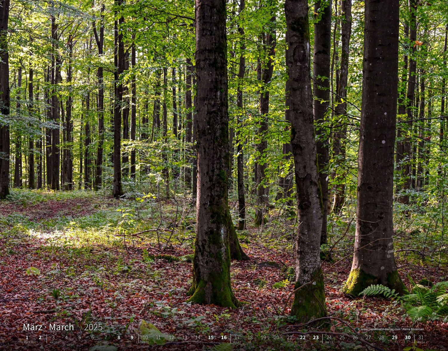 Bild: 9783862923397 | Bäume-Wälder 2025 Großformat-Kalender 58 x 45,5 cm | Linnemann Verlag